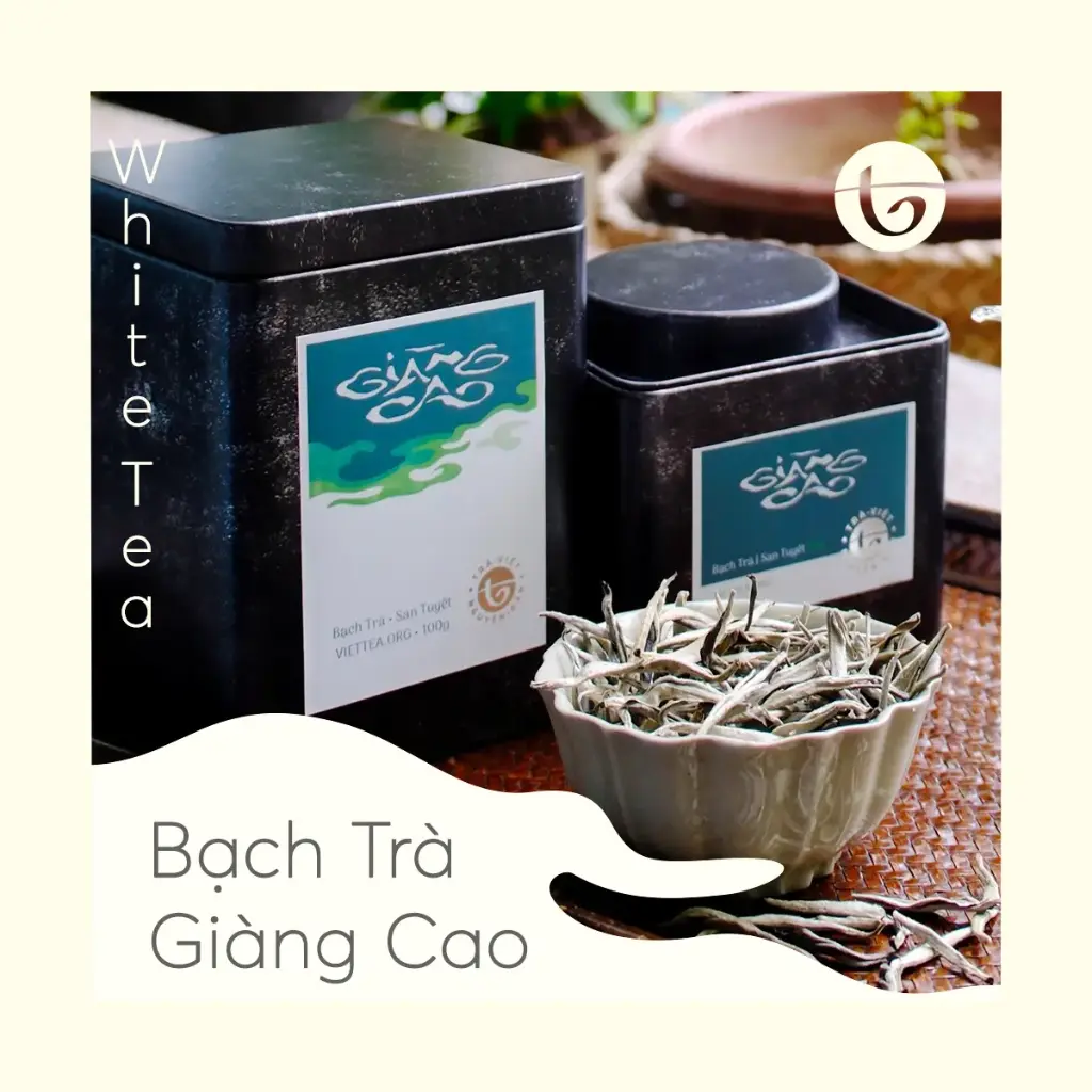 Bạch Trà Giàng Cao 