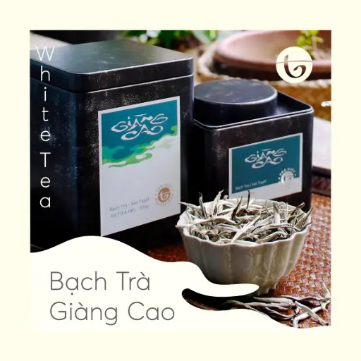 Bạch Trà Giàng Cao 